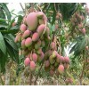 供应广西芒果苗种植场 玉林芒果树价格表